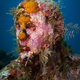 Illustration for article titled Anthropocene Art, the Underwater Show